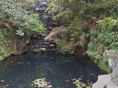 -十八棵（老龙井）御茶园(老龙井店)