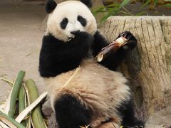 -都江堰中华大熊猫苑