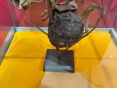 -上海昆虫博物馆