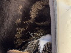 -瑞派康怡24h宠物医院·犬猫医疗中心·微创绝育(瑞景分院)