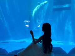 -海合安成都极地海洋公园