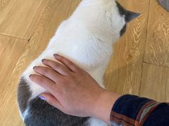 -Cappucimeow猫咪咖啡馆(韦伯时代店)