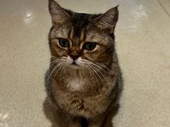 -藏猫猫咖啡主题馆(中央大道店)