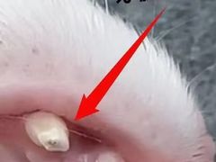 -嘉馨宠物医院·CT影像转诊·心脏科·犬猫全科诊疗中心(下沙大学城院区)