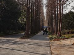 -上海滨江森林公园