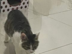 -天使宠物医院·犬猫分诊(彩虹店)