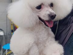 -宠福鑫康馨动物医院·骨科·眼科