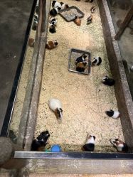 -造物庄园 萌宠纪(苏州湾歌林公园店)