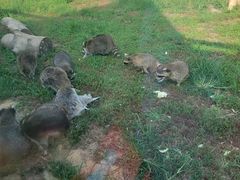 -秦皇岛野生动物园