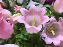 -双季花艺园艺市场(浦东店)