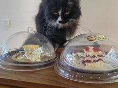 -有猫主题·治愈系猫咖(曾厝垵店)