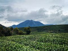 -龙坞茶村