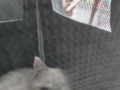 -创凡宠物医院·骨专科  猫科中心(西乡分院)