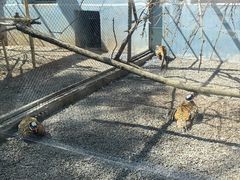-青藏高原野生动物园