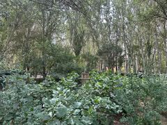 -艾提尕尔清真寺