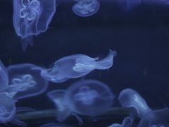 -芜湖新华联大白鲸海洋公园