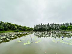 -上海长兴岛郊野公园