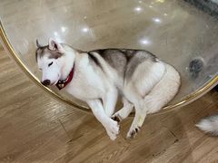 -Husky Go! 哈士奇体验馆·宠物咖啡厅狗咖