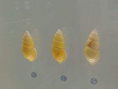 -青岛贝壳博物馆