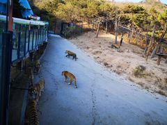 -大连森林动物园