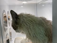 -BABIT巴比特宠物(MOMOPARK店)