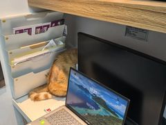 -御宝贝·A梦猫科宠物医院(国际猫友好医院)