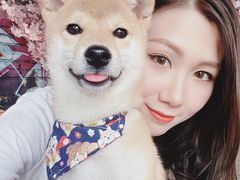 -柴犬高等学院·狗咖·柴犬售卖·宠物训练