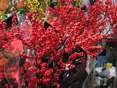 -双季花艺园艺市场(浦东店)