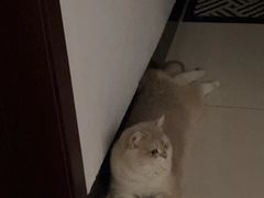 -lincat·猫舍(广州店)