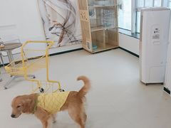 -共舞时光猫咖·狗咖(新街口店)