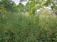 -天适樱花悠乐园