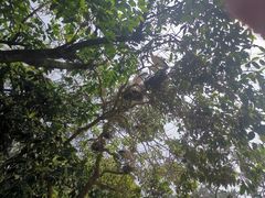 -吉隆坡雀鸟公园
