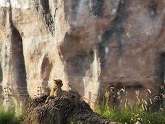 -武汉动物园