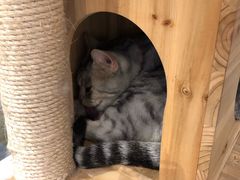 -小时光咖啡馆(开森度假森林店)
