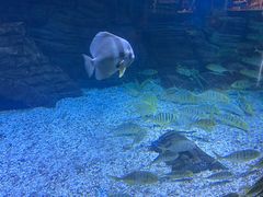 -烟台海昌鲸鲨海洋公园