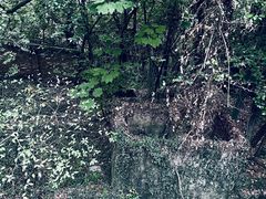 -上海佘山国家森林公园天马山园