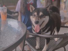 -柴犬高等学院·狗咖·柴犬售卖·宠物训练