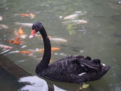 -吉隆坡雀鸟公园