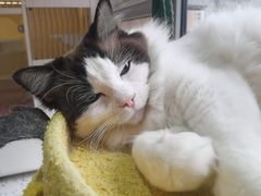 -柚子猫舍·精品猫舍购猫·猫咪认养·购宠·宠物店