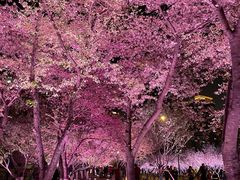 -西北湖绿化广场