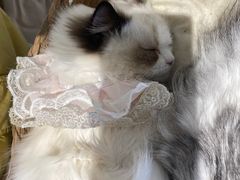 -怪兽屋·羊驼·猫咖·狗咖(俊华广场店)