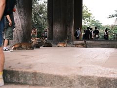 -奈良公园