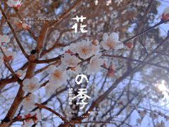 -香雪海