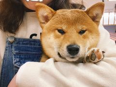 -豆柴町-柴犬主题狗咖(红鼎国际C座店)