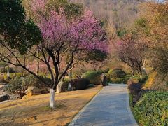 -桃花岭景区