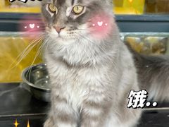 -十年猫舍·猫咪专门店(普陀店)