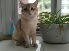 -糯米喵星人总部直营旗舰店·猫舍·幼猫出售