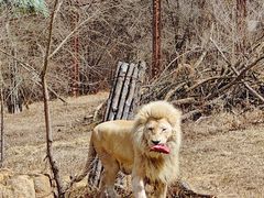 -沈阳森林动物园