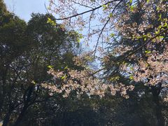 -武汉大学-樱园