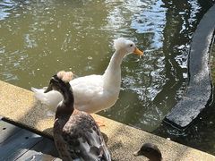 -吉隆坡雀鸟公园